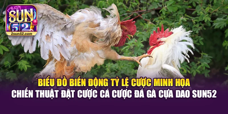 Biểu đồ biến động tỷ lệ cược minh họa chiến thuật đặt cược cá cược đá gà cựa dao Sun52