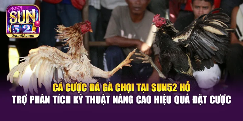 Cá cược đá gà chọi tại Sun52 hỗ trợ phân tích kỹ thuật nâng cao hiệu quả đặt cược