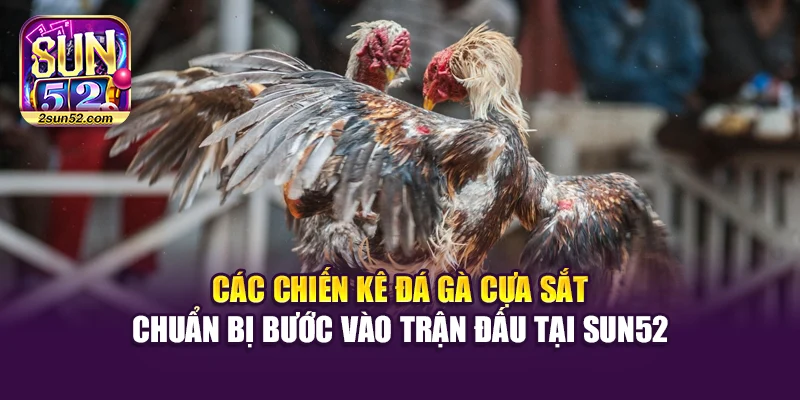 Các chiến kê đá gà cựa sắt chuẩn bị bước vào trận đấu tại Sun52
