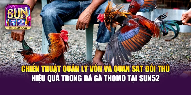 Chiến thuật quản lý vốn và quan sát đối thủ hiệu quả trong đá gà thomo tại Sun52