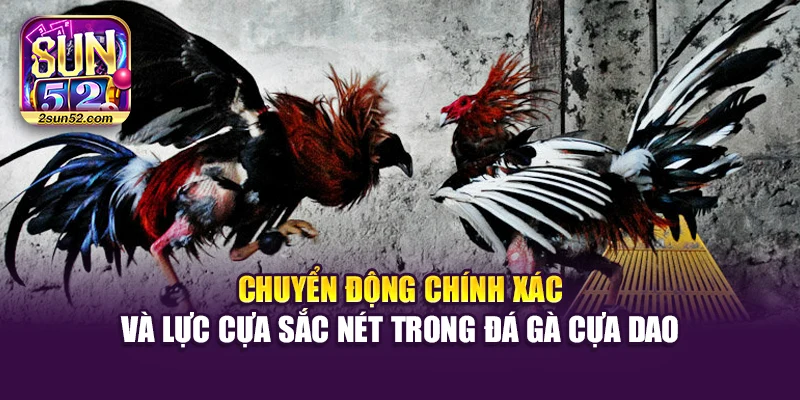 Chuyển động chính xác và lực cựa sắc nét trong đá gà cựa dao