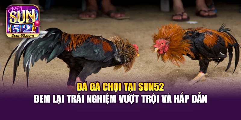Đá gà chọi tại Sun52 đem lại trải nghiệm vượt trội và hấp dẫn