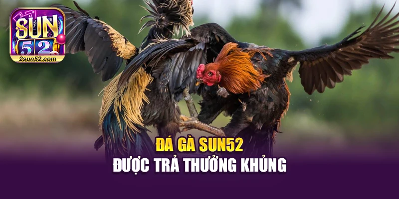 Đá gà Sun52 được trả thưởng khủng