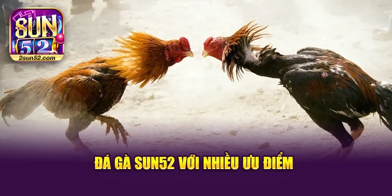 Đá gà Sun52 với nhiều ưu điểm
