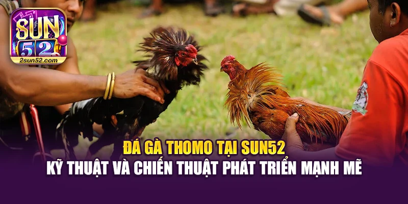 Đá gà thomo tại Sun52 - Kỹ thuật và chiến thuật phát triển mạnh mẽ