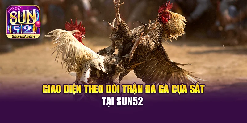 Giao diện theo dõi trận đá gà cựa sắt tại Sun52