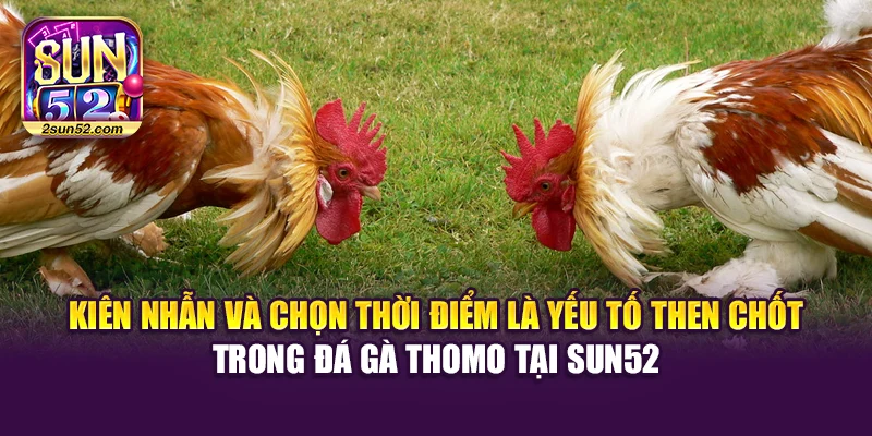 Kiên nhẫn và chọn thời điểm là yếu tố then chốt trong đá gà thomo tại Sun52