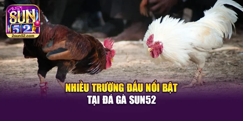 Nhiều trường đấu nổi bật tại đá gà Sun52