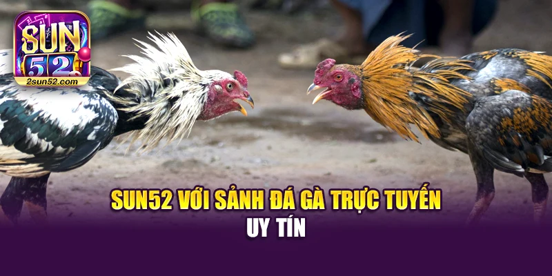 Sun52 với sảnh đá gà trực tuyến uy tín
