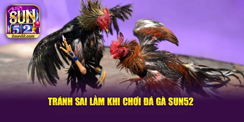 Tránh sai lầm khi chơi đá gà Sun52