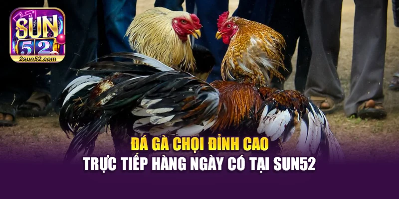 Đá Gà Chọi Đỉnh Cao – Trực Tiếp Hàng Ngày Có Tại Sun52