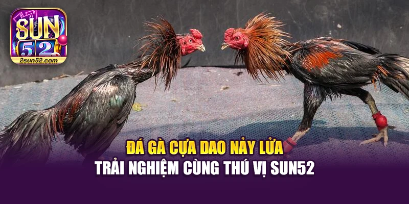 Đá Gà Cựa Dao Nảy Lửa – Trải Nghiệm Cùng Thú Vị Sun52