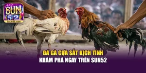 Đá Gà Cựa Sắt Kịch Tính – Khám Phá Ngay Trên Sun52