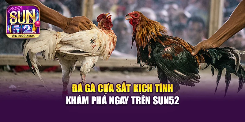 Đá Gà Cựa Sắt Kịch Tính – Khám Phá Ngay Trên Sun52