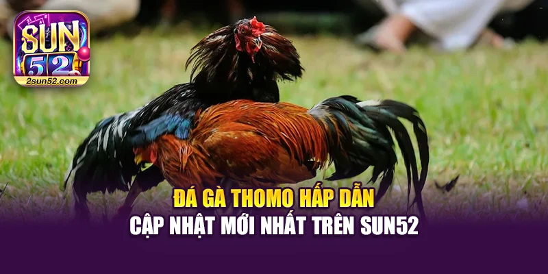Đá Gà Thomo Hấp Dẫn – Cập Nhật Mới Nhất Trên Sun52